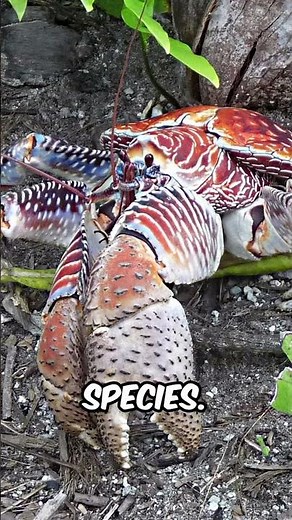 Palmyra Atoll, A Remote Paradise