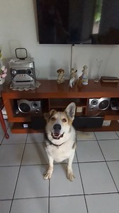 Create a dog in 3, 2, 1 ✨彩 Plush-ify your pet today at MyPetsies.com! ✨ | Petsies | Facebook