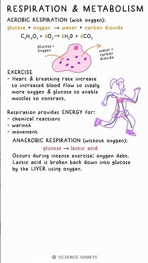 RESPIRATION & METABOLISM - Biology Science Revision (GCSE) #school #exams #aerobic #anaerobic