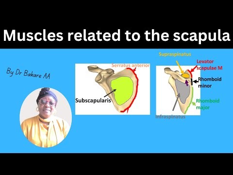 Muscular relations of the scapula