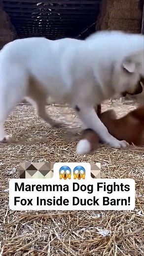 Maremma Dog Fights Fox Inside Duck Barn! #animals #wildlife #nature | Ramayana Khan