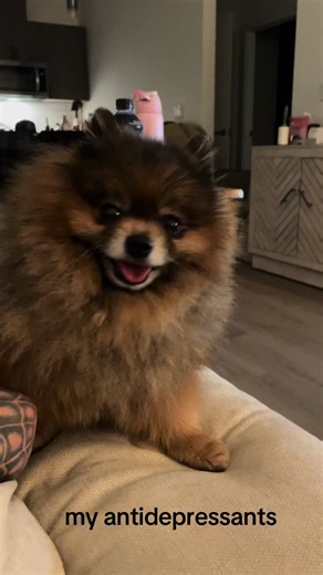 Understanding Pomeranians: The Perfect Companion Dog
