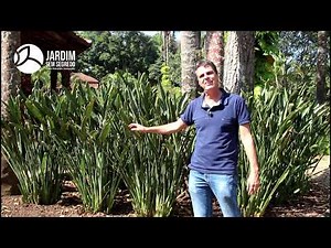Strelitzia reginae - Jardim sem segredo