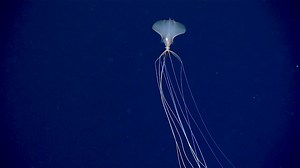 17K views · 2.2K reactions | This ghostly bigfin squid is sure to...