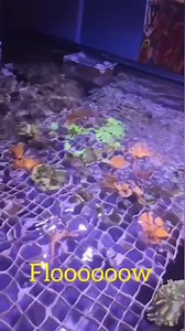 hygger Mini Wave Maker Magnetic DC Powerhead Link：https://www.amazon.com/dp/B083LP42WZ/?th=1 IG:sunsetreefing #hygger #aquarium #aquariumtankfish #aquariumlife | Hygger Aquarium