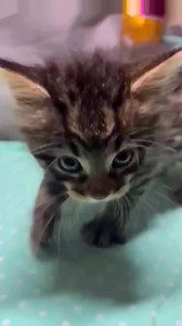 #cat #cute | Beautiful cats