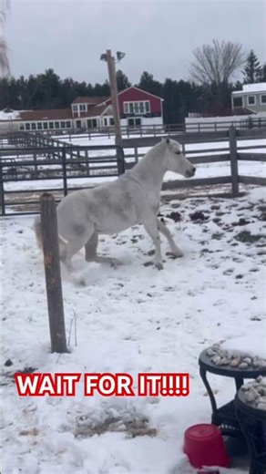 Wait for it!!!! Horse explodes ❤️‼️‼️‼️‼️ #horse #happy #surprise