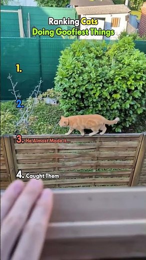 Ranking Goofy Cats #filterchallenge #cats #cat