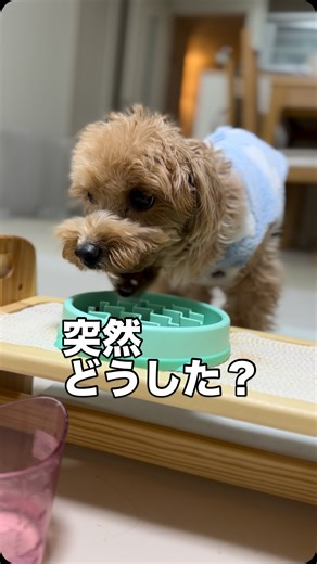 エマ♡リオン🐶マルプー姉弟 on Instagram: ". 見て！音ありで聞いて！！ 突然、リオンが噛み始めた！！ 丸呑みボーイが突然 カリカリフードを1カリッじゃなく たくさん噛んでる！！ 何があった？🤣 何やっても いくら試しても 丸呑みしかしない子が！ こんなに噛んでるの２歳9ヶ月で 初めてみたから びっくりして動画回したよ いつも2.3分で食べるのに よく噛んでるから5分かかってたし ひっくり返ったわ なんか起きるんじゃないかとおもってたら この後に地震🫨がきたけど、、偶然ね🙃 明日にはまた丸呑みに戻るのか 気になる😗 #丸呑み #asmr #咀嚼音 #耳がひっくり返ってる #なんか小汚いけど #それより動画を優先 #嬉しいというより #びっくり #ぬか喜び"