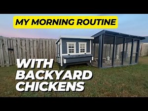 My Morning Routine with Backyard Chickens