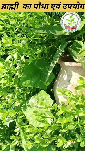 #Bramhibuti #Bramhi churn #Brahmi benefits #ayurveda#medicinalplants #shortvideo