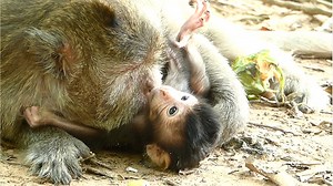 Love Mom Big Bertha The Way She Drama Create Talking Gesture Care Of Kissing Baby Billy So Sweet. | Lovely Monkey