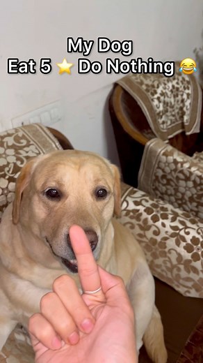 25K views · 299 reactions | Middle Finger Reaction of my dog  | SourShy | #sourshy #dog #reels #adorable #lovable #cute #funny #dogsofinstagram #dogoftheday #doglover #doglovers #doglife #viral #viralvideos #viralreels #viralmemes #trendingreels | SourShy | Facebook