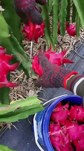 🌱Cosecha de fruta de la pitahaya 💚🐲🤗 #pitahayahuaral #agriculture #cactus #agro #fypシ゚ #flores #Pitahaya #peru #belleza #fruits #reelsvideoシ | Pitahaya huaral