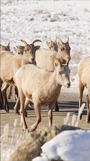 Herd of Bighorn Sheep Sounds