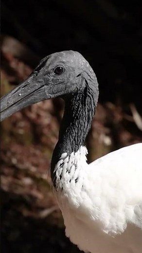 Shoebill Stork: The Dinosaur Bird Still Alive Today 🦖 | Paw safari