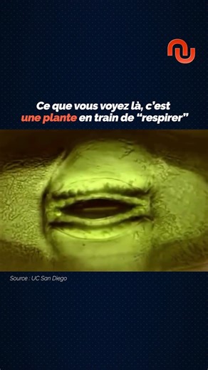 Les plantes respirent ?! #shorts