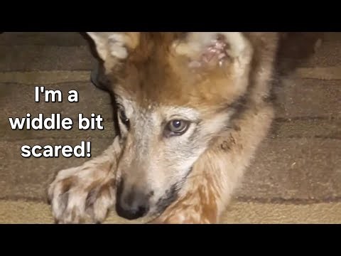 Bringing our Wolf Puppy Home! #honeythewolf #petwolf #wolf #wolfpup #wolfdog 