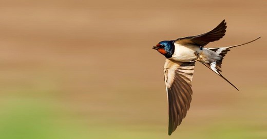 Swallow Bird Sightings: Discover the Bird's Meaning and Symbolism