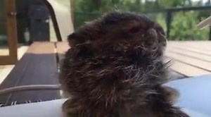 12K views · 1.1K reactions | Baby snowshoe hare found severely hypothermic (cold!) dehydrated a few days ago. Doing well now and smacking up the formula. | Dr. Oakley: Yukon Vet | Facebook