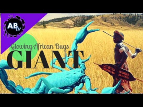 AnimalBytesTV - Giant Glowing African Bugs