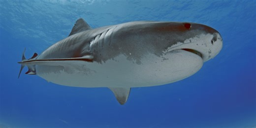 Study suggests warming oceans are changing tiger shark migrations