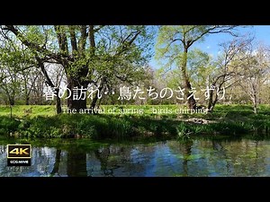 4K video + natural environmental sounds / Azumino in April / The arrival of spring - birds chirping