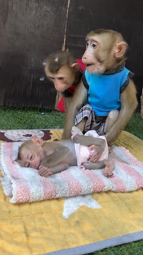 2.3K views · 27 reactions | #babymonkey #newbornmonkey #monkeylove #monkeylover #amazingvideo #reel #reelvideo #monkey | Baby Ervy | Facebook