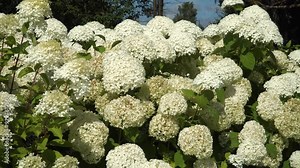 The white hydrangeas are in full bloom, offering a stunning visual spectacle in a zoom-in view scene. A close-up captures their creamy petals, basking in the warmth of a sunny July day.