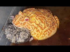 Can Pacman Frog Eat Big Hamster ? - Warning Live Feeding