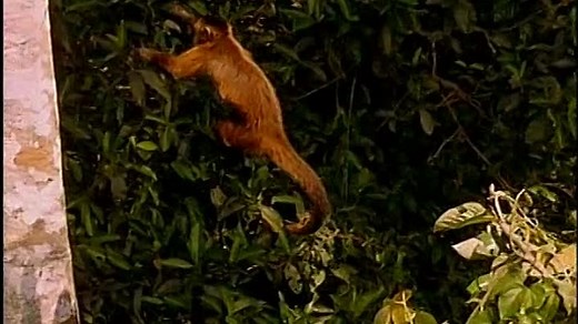 Baby Einstein - World Animals