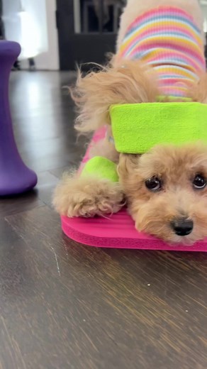Our only New Year’s resolution: Being even more iconic in 2023! Bloomingdale's🐶🛍✨ | Noodles