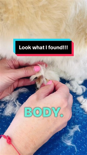 How to Remove Grass Seeds from Your Dog's Paw