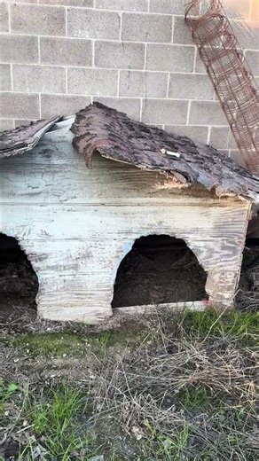 Be carful over feeding your jack rabbits. It can get out of control really fast. #jackrabbit #explor