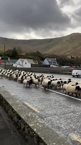 192K views · 11K reactions | Rush hour in Leenane... ❤️  Sheep & Wool Centre  Leenane, Connemara #RushHour #BaaadTraffic #Sheep #Traffic #JoyceCountry #LoveThis #WildAtlanticWay #Leenaun #Leenane #Connemara #Galway #Ireland #VisitGalway | Visit Galway | Facebook