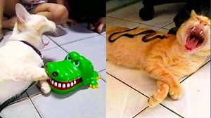 Funny Pets in Unexpected Situations