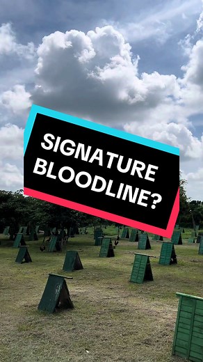 Discover Your Gamefowl's Signature Bloodline