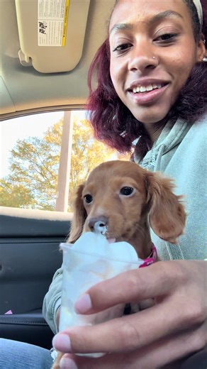 Throwback to Cherri’s first pup cup, when she was a wee baby #cherriberry #minidachshundpuppy #pupcup #fyp #puppylife