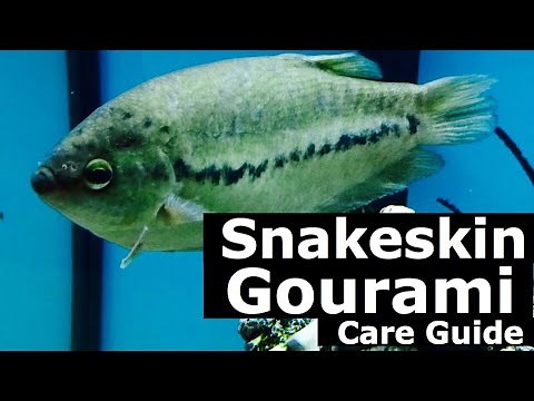 Snakeskin Gourami Care Guide - Tank Mates