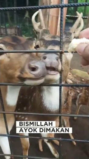 DEER FEEDING AT JOLOTUNDO GLAMPING EDU PARK NGANJUK EAST JAVA