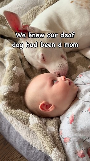 Happy Thanksgiving week to everyone! As we spend this week with family, I hope this video would remind people out there that family isn’t just for human beings. I hope you will share this video today and I hope one day we find milkshakes other puppies and maybe some relatives of poundcake as well! we can’t say for sure whether milkshake and knew or didn’t know, but what we can say is that they had a wonderful day together, they were extremely happy when we left, and we plan to get them together 