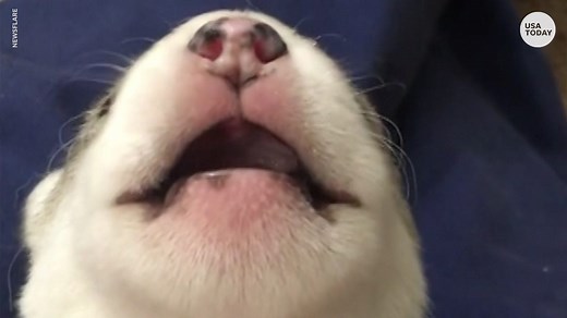 This husky puppy sounds like Chewbacca