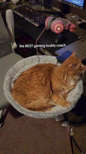 The Ultimate Gamer Bed for Coaches and Cats