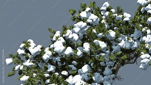 Monterey Cypress Crown Under Snow Winter Coniferous Evergreen Tree is Swaying at The Wind Green Scale-Like Leaves Hesperocyparis Macrocarpa Windy