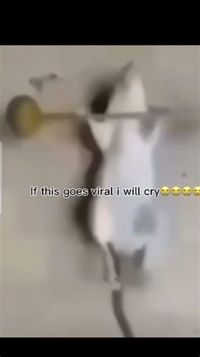 at least you make the mouse work out