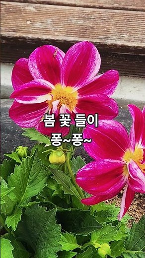 #꽃물#김용빈#사계국화#다알리아#사피니아#패랭이꽃#화초키우기#애기용담#사계국화#이쁜이국화