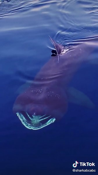 Unbelievable encounter with a basking shark.#baskingshark #shark#sharks#sharke#shark?#sea#ocean#fish#marinelife#foryoupage#fyp#foryou
