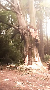 expert cutting the big tree using chainaaw #cuttingtree #chainsaw #trending | Mas Bang TV1