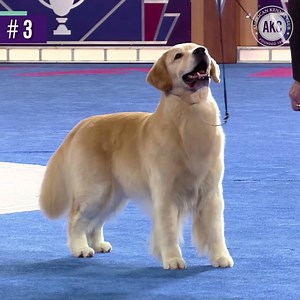 Number three in our Top Breeds Countdown is none other than the Golden Retriever! Golden Retriever fans, show your support! Announcement: bit.ly/AmericasTop10Breeds | American Kennel Club