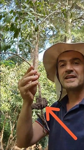 Secret to Propagating Jaboticaba Trees by Air Layering